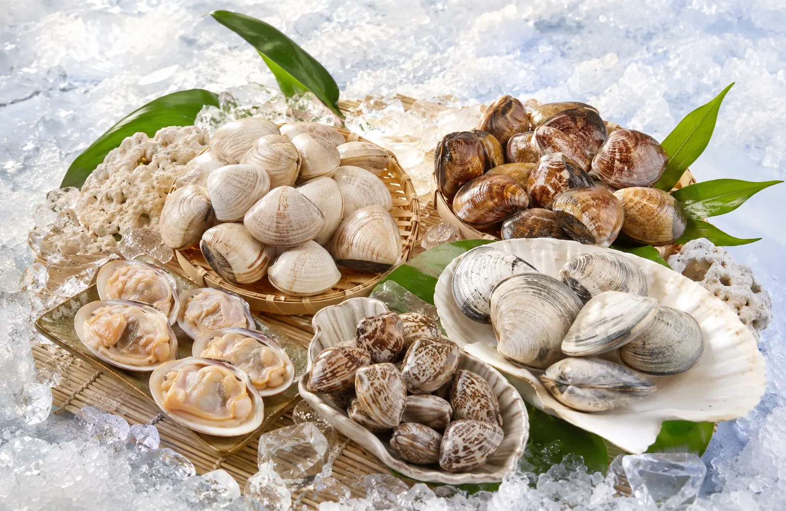 Vietnam clam shellfish and aquatic products