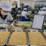 Cashew processing and quality grading at a supplier in Vietnam